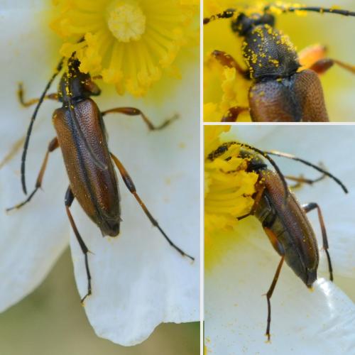 Réf. 302 105 : Alosterna tabacicolor
